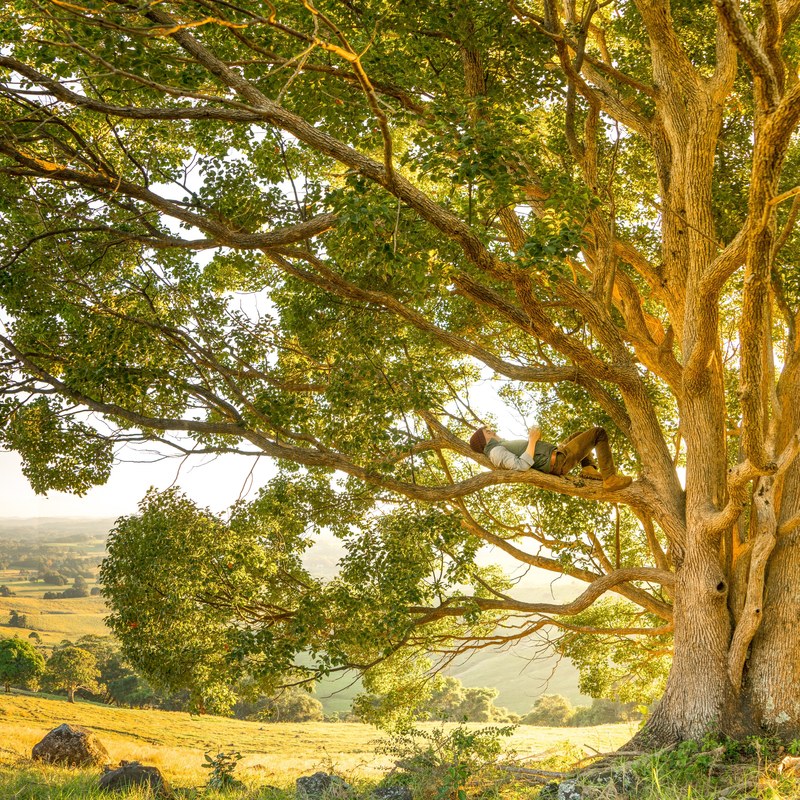 man lying down on the grass under a tree relaxing in the countryside in byron bay, man relaxing under tree 4k