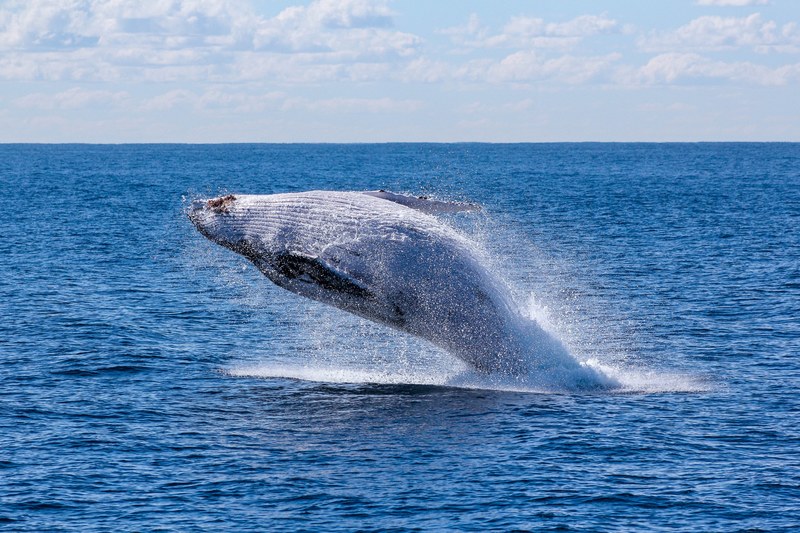 whale blue sea and ocean 4k