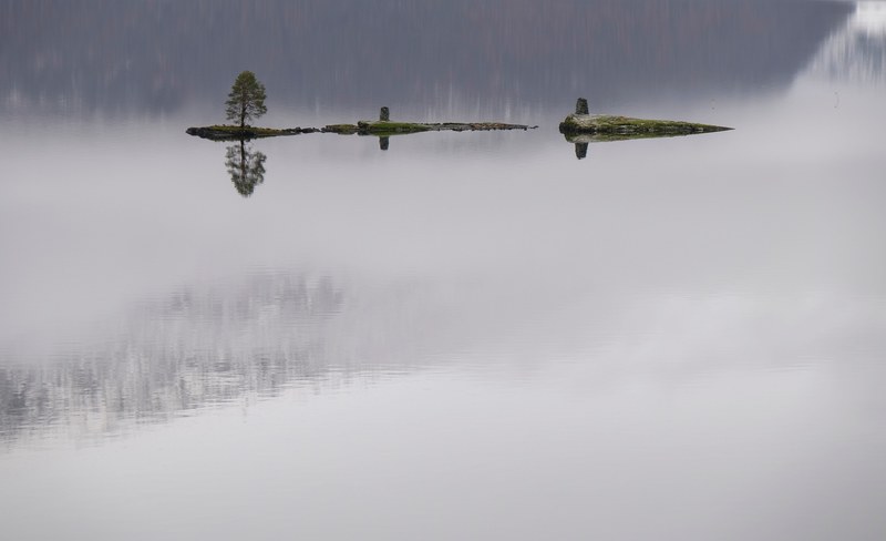 panoramic shot of a single tree on a tiny island in a foggy lake, _foggy lake island 4k
