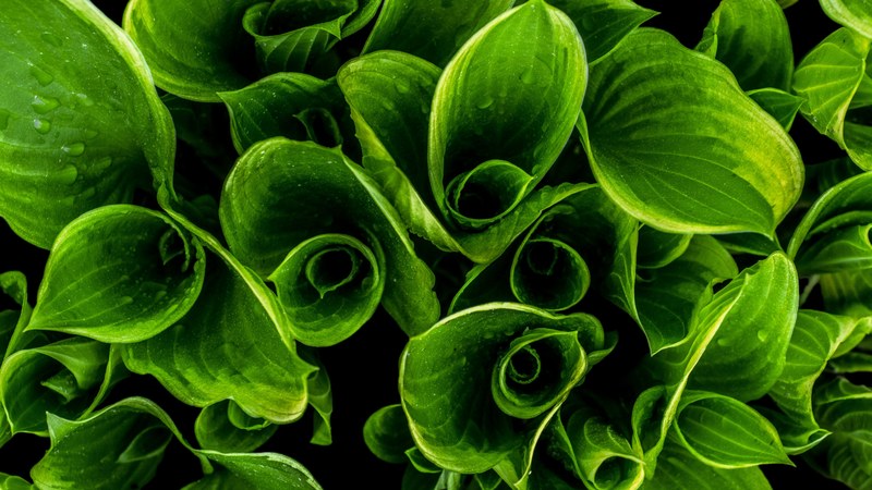 a cluster of verdant rolled up leaves covered with droplets of water, dew on rolled up leaves 4k