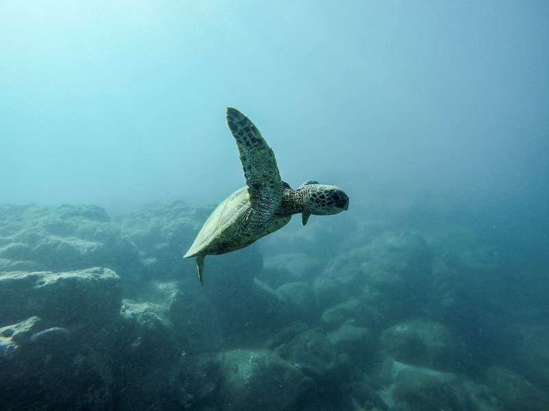 ocean turtle underwater and swim 4k