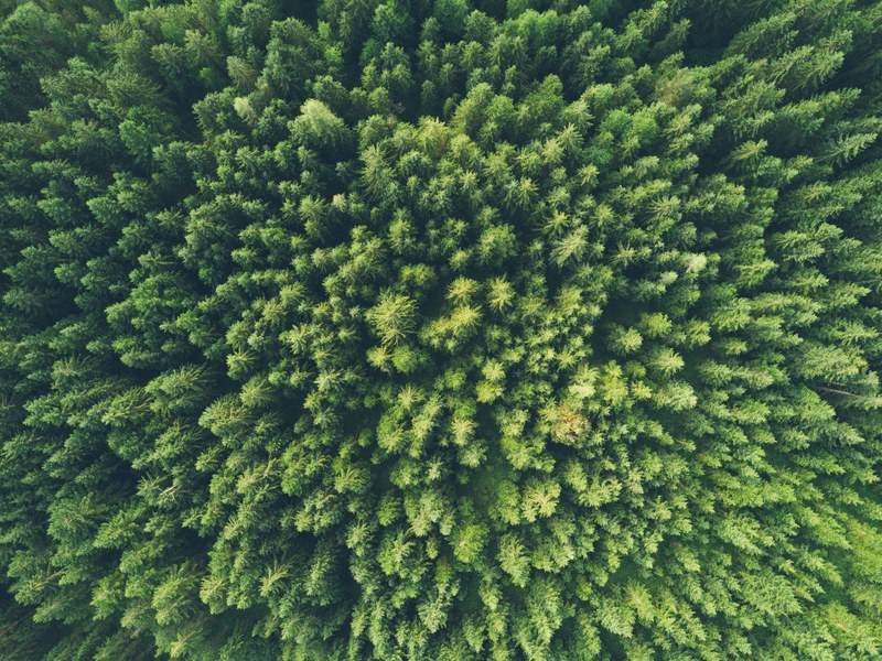 a drone shot of green woods in sankt martin am tennengebirge, aerial view of a green forest 4k