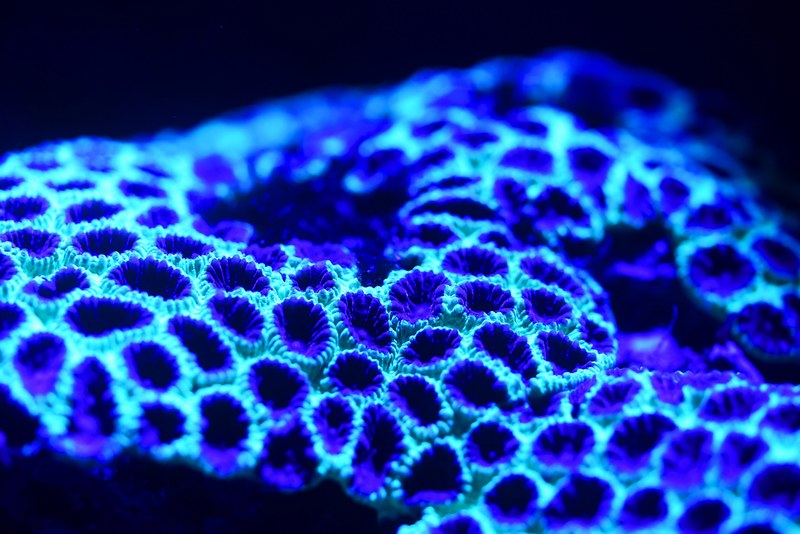 Bioluminescent Coral 2 4k HD Wallpaper