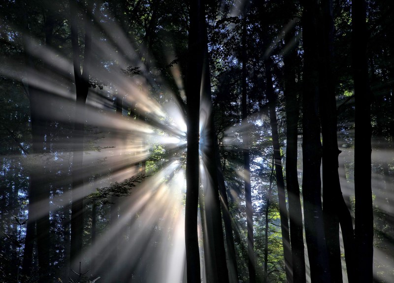 sunrays shining through the trees in a forest in hirzel, sunrays through the trees 4k