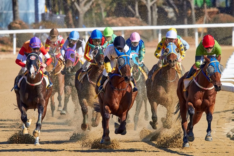 horse racing in korea 4k