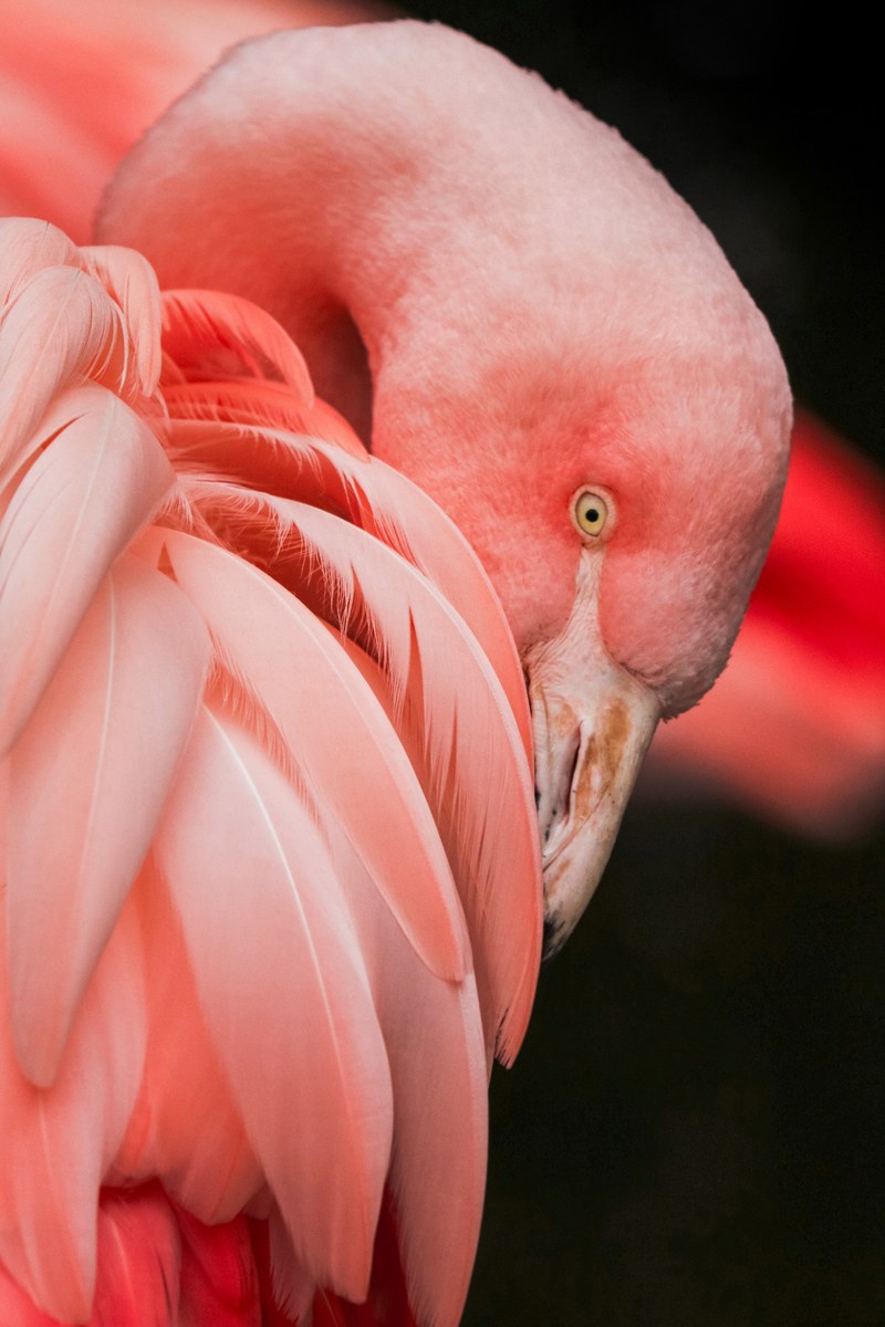 bird flamingo pink and feather hd, 4k