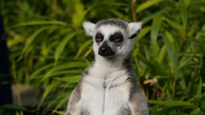 lemur, animal, meditation, 4k