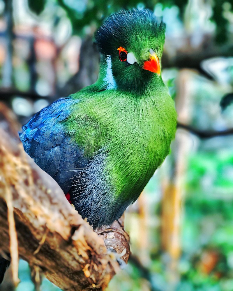 tweeter 4k