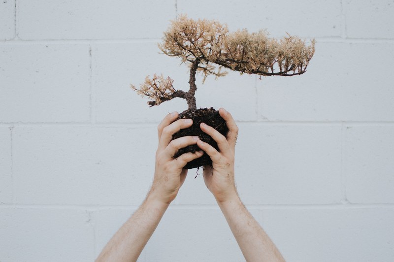 a pair of hands is holding a bonsai plant by the roots, _hands bonsai soil 4k