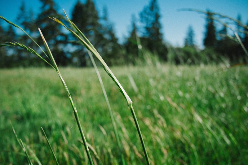 a macro shot of tall blades of grass swaying in the wind, windswept meadow 4k