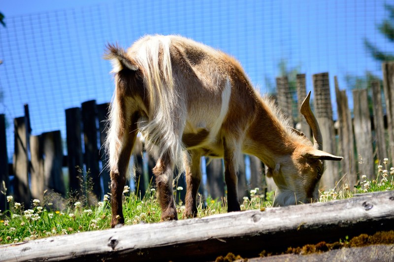 goats on the roof coombs country market 4k
