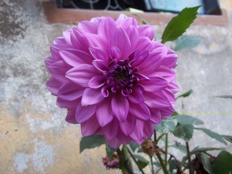 purple flower 4k