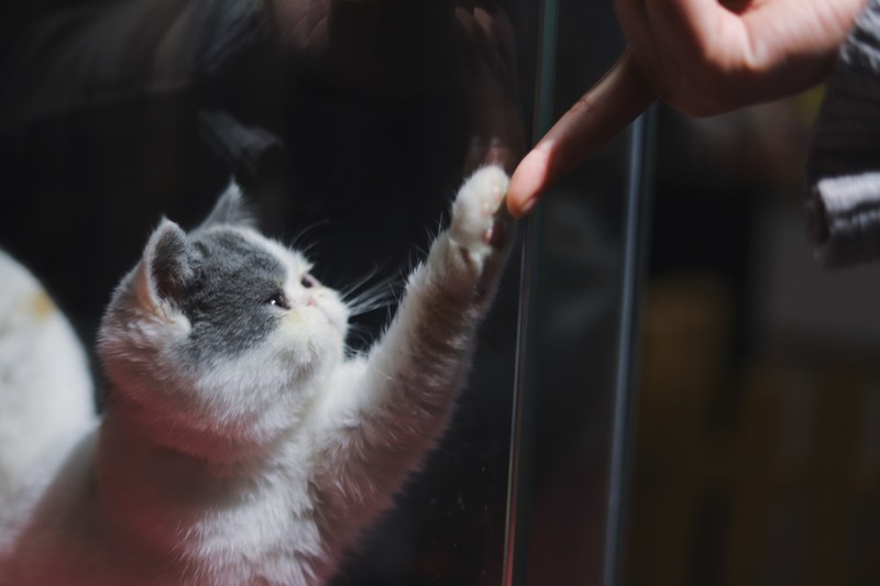 cat kitten pet and feline 4k