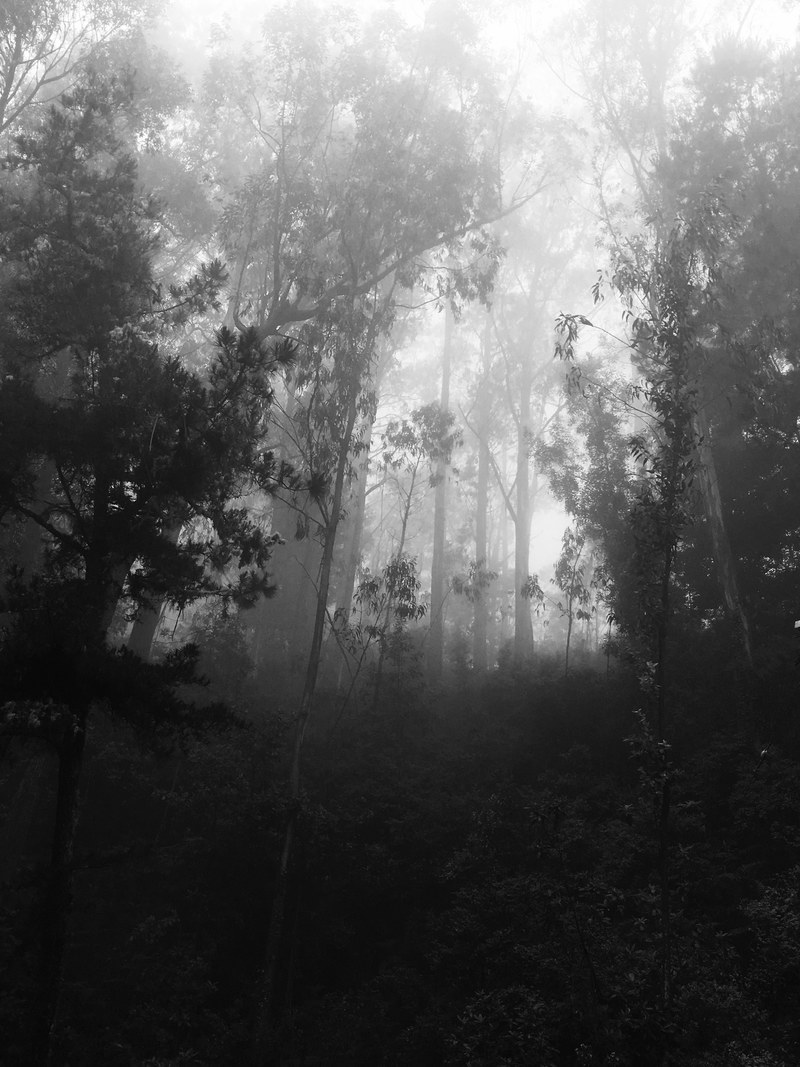 madeira forest 4k
