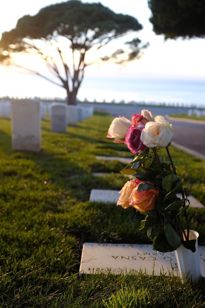 roses at a cemetery 4k