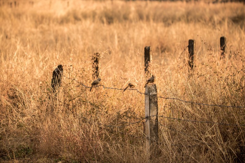 grass field fence and bird 4k