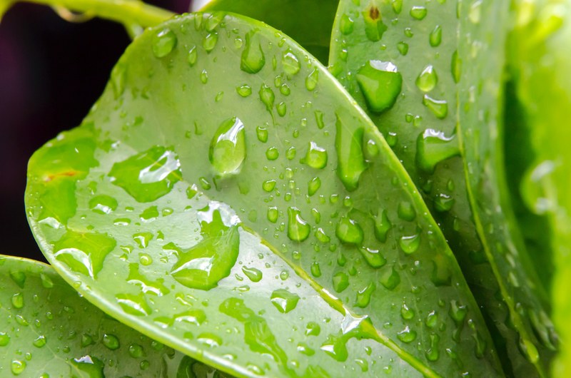 raindrops on leaf 4k