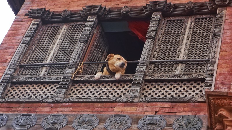 watchdog 4k