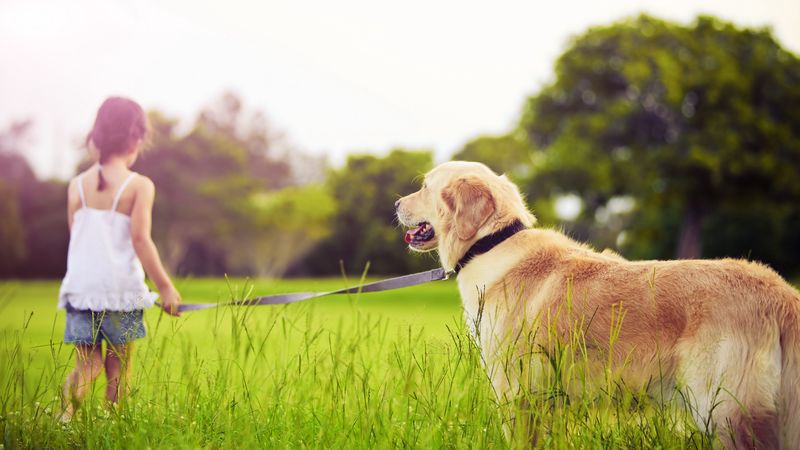 girl, leash, dog, walk, grass, park, 4k