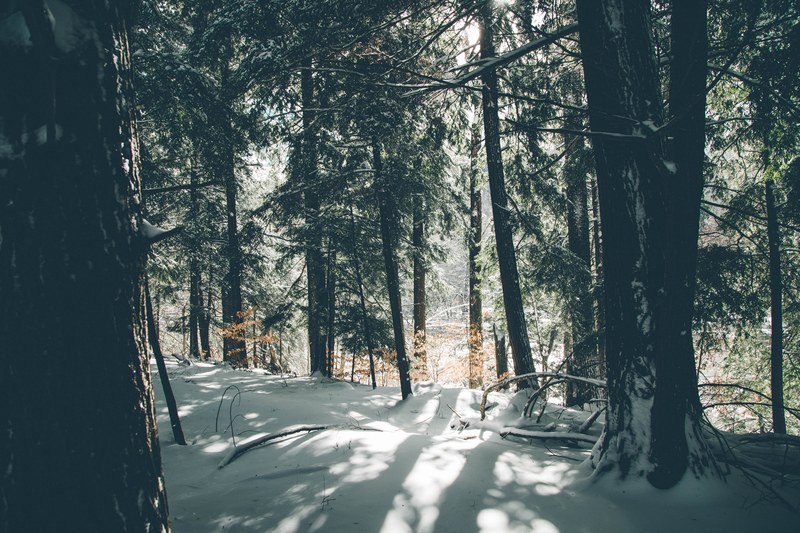 hemlock winter wonderland 4k