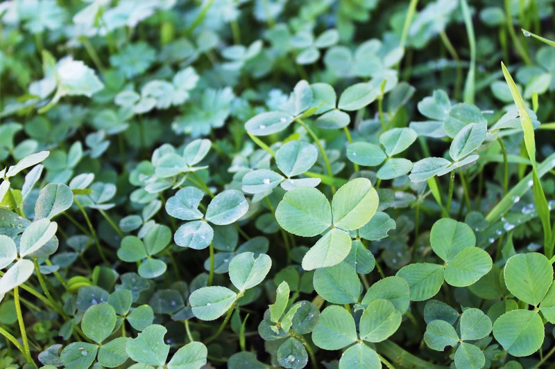 clover 4k