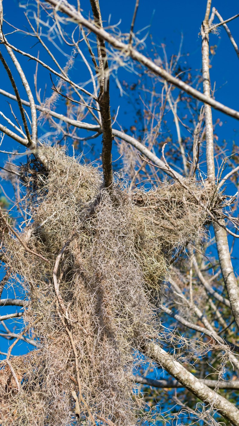 bird nest on the golf course 4k