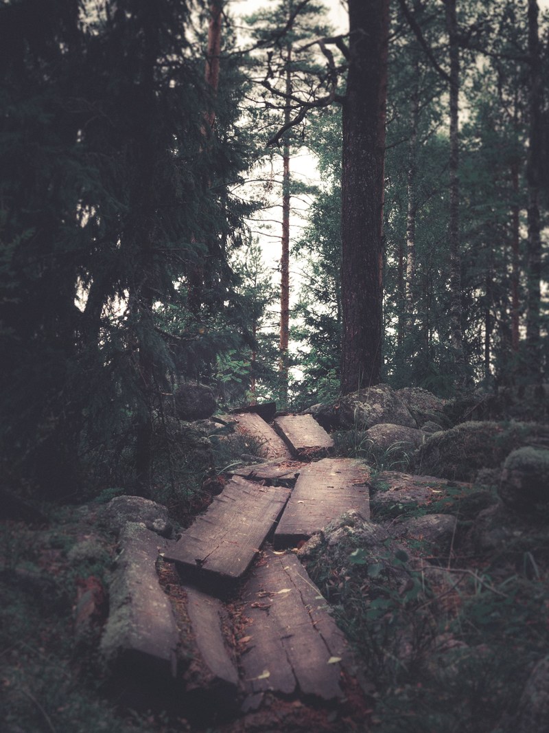 broken walking trail in the middle of the forest 4k