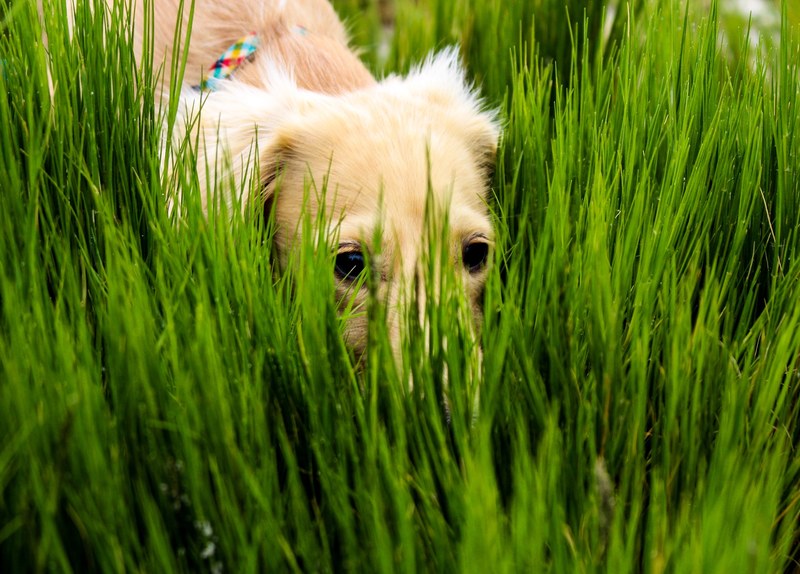hide and seek 4k