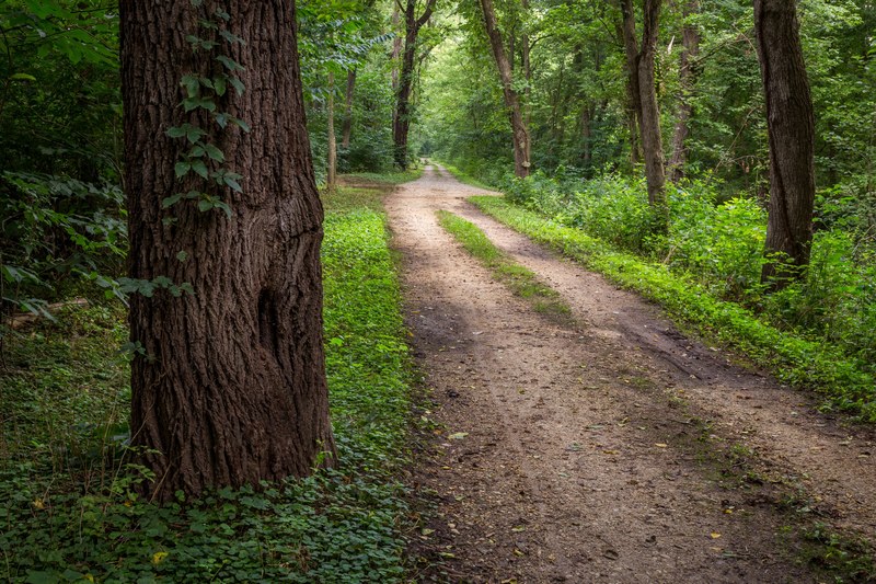 path track undergrowth and tree 4k