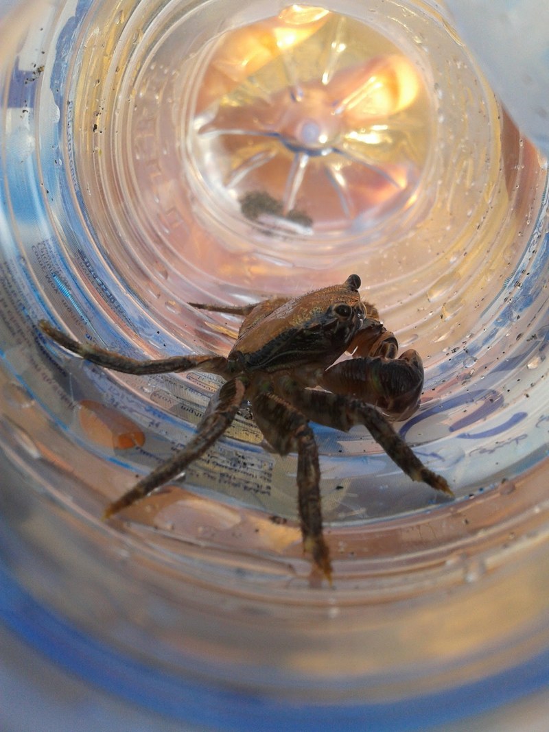 crabe in a water botel 4k