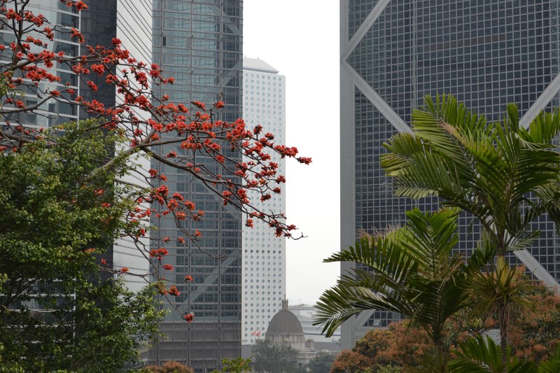 when vegetal meets metal and glass in hong kong 4k