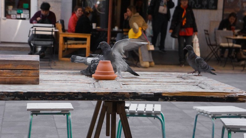 pigeons fighting in budapest 4k