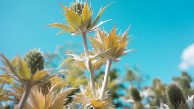 botanical garden 4k