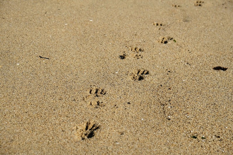 footprint beach sand and paw 4k