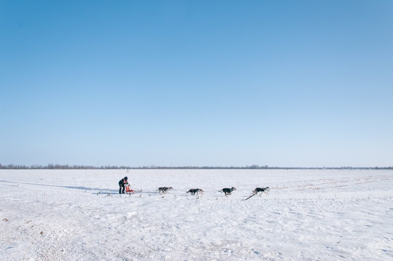 dog sledding in the winter on a snow covered field, dog sledding in field 4k