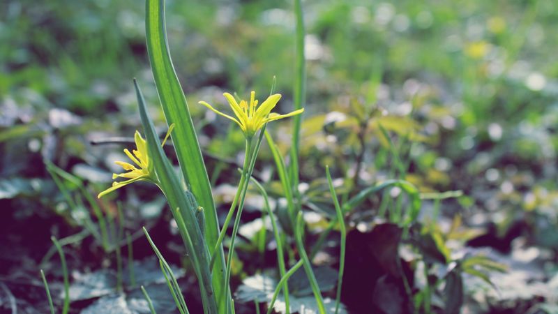flower, leaves, spring, warmth, petals, yellow, close up, 4k
