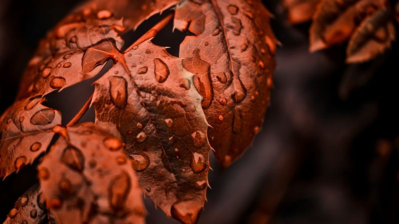 leaves, drops, macro, branch, nature, 4k