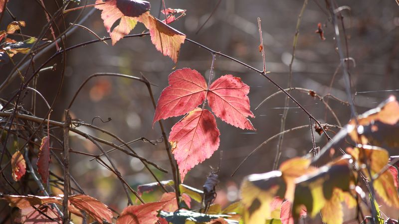 branches, bush, close-up, 4k