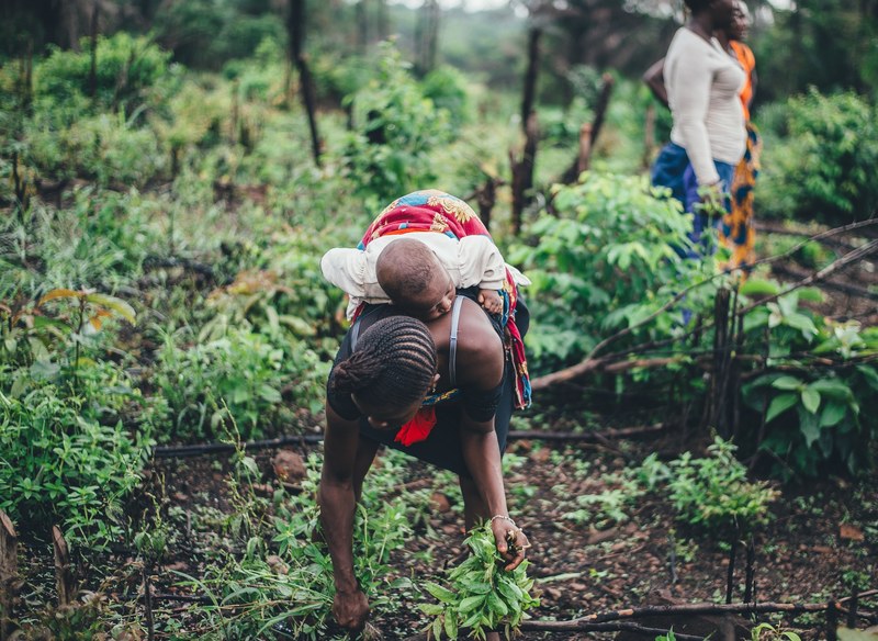 women farming cassava in sierra leone 4k