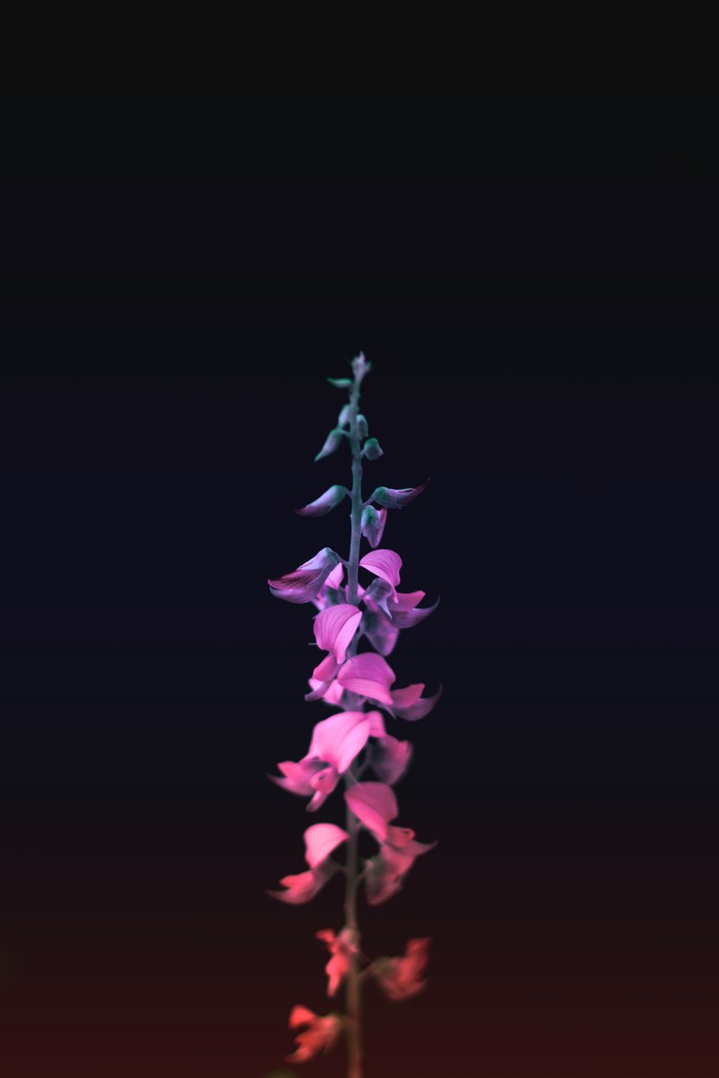 rainbow colored flower against a black background, hyperreal 4k