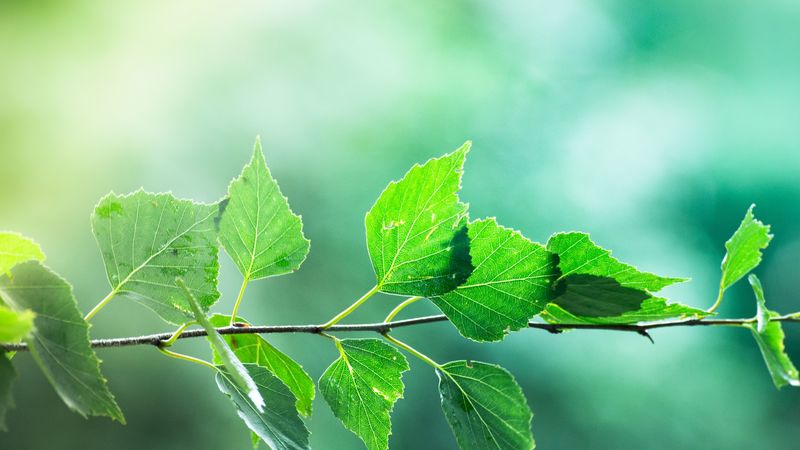 branch, leaves, macro, motion blur, 4k