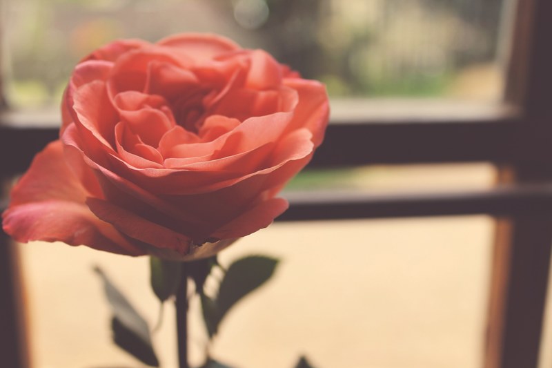 single pink rose bloom on display near a window, single rose 4k
