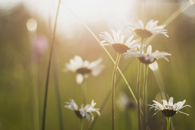 daisy flower plant and petal 4k