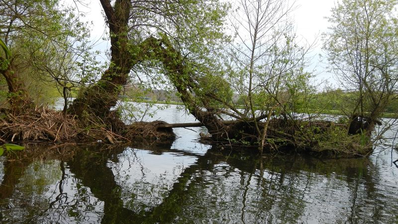 ond, trees, island, nature, 4k