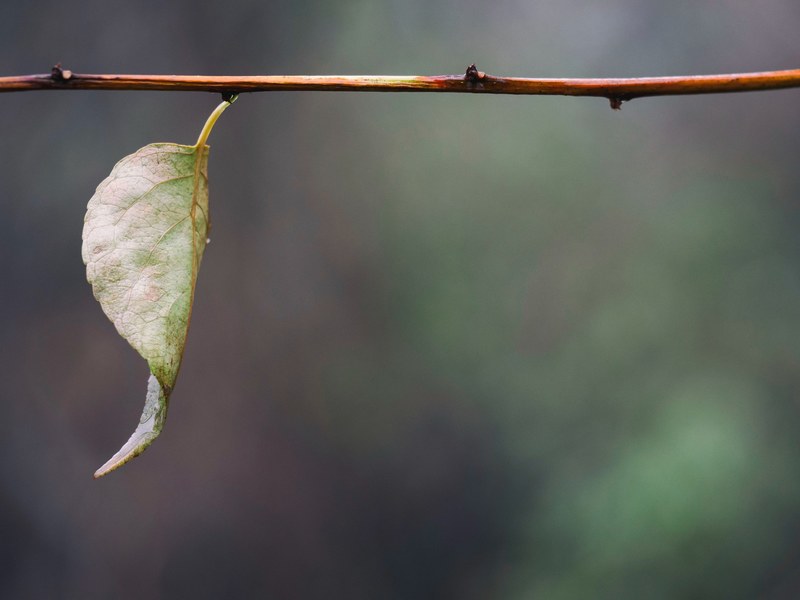 leaf branch stem and stalk 4k
