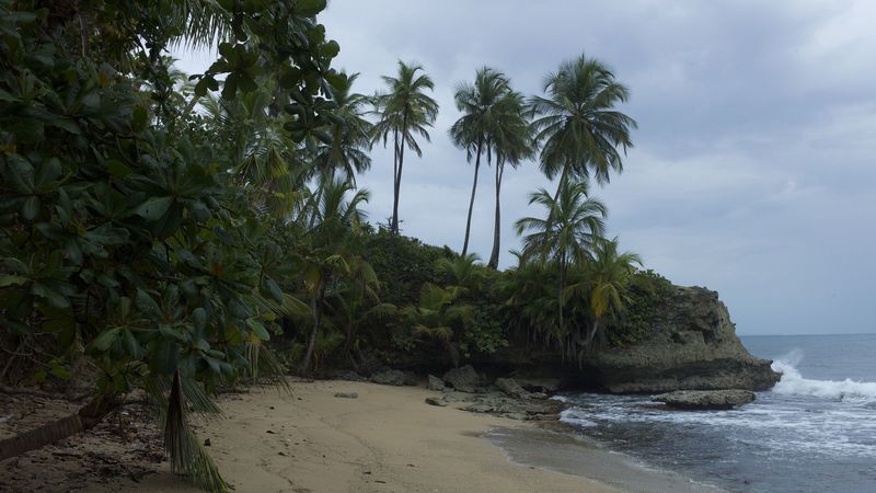 sea, beach, palm trees, landscape, 4k