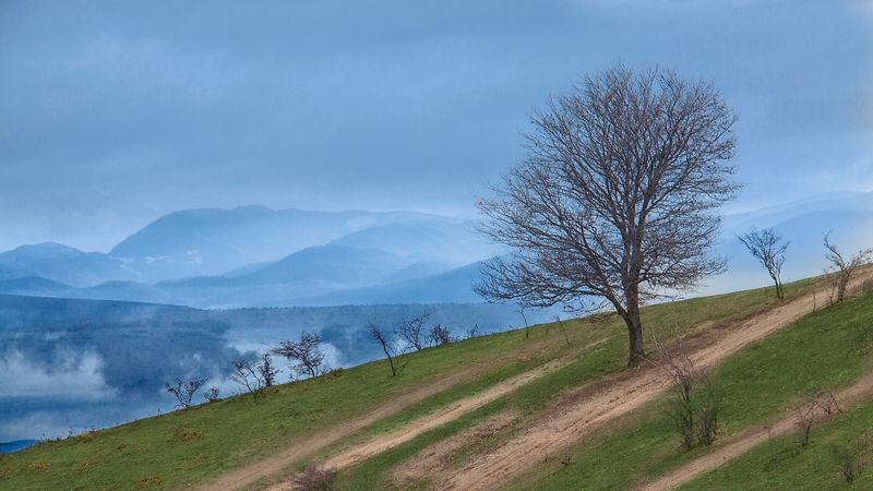mountain, slope, tree, nature, 4k