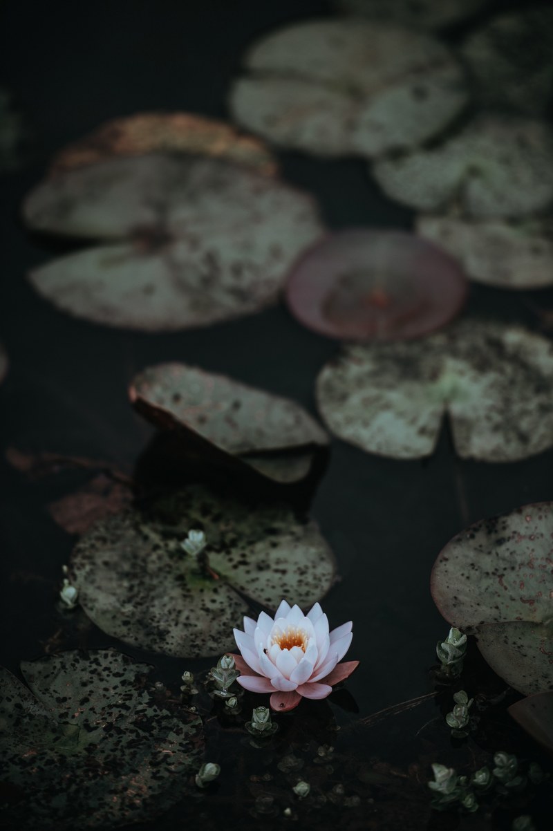 a single white water lily next to lily pads on the surface of water, water lily 4k