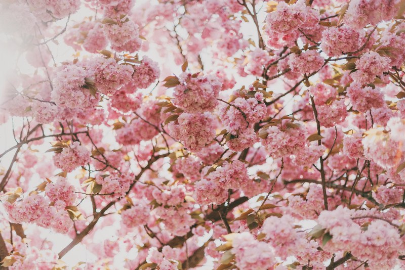wallpaper flower wallpapers flower background and floral background 4k