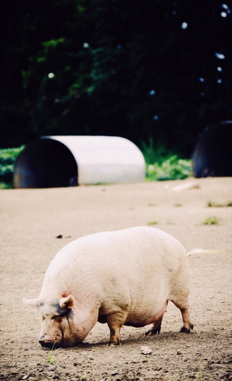 pig farm sanctuary and fat hd, 4k